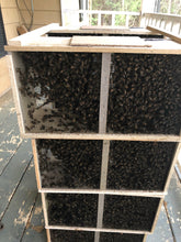 Load image into Gallery viewer, Shipped  3 LB. PACKAGE HONEY BEES WITH ITALIAN HYBRID QUEEN