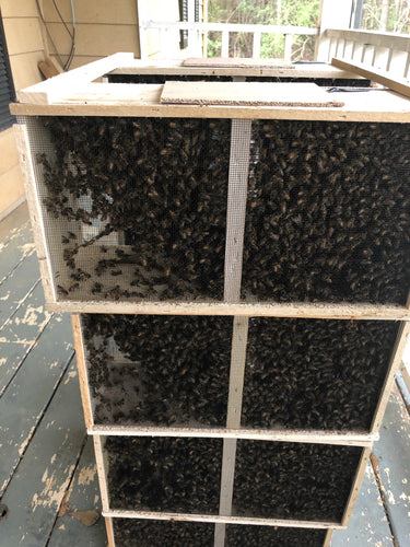 Shipped  3 LB. PACKAGE HONEY BEES WITH ITALIAN HYBRID QUEEN