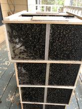 Load image into Gallery viewer, Local pickup 3 LB. PACKAGE HONEY BEES WITH ITALIAN HYBRID QUEEN