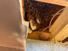 Load image into Gallery viewer, Residential honey bees